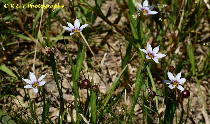{Sisyrinchium rosulatum}